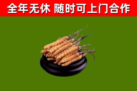 沙县区回收散虫草