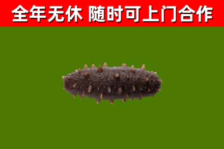 沙县区回收海参干